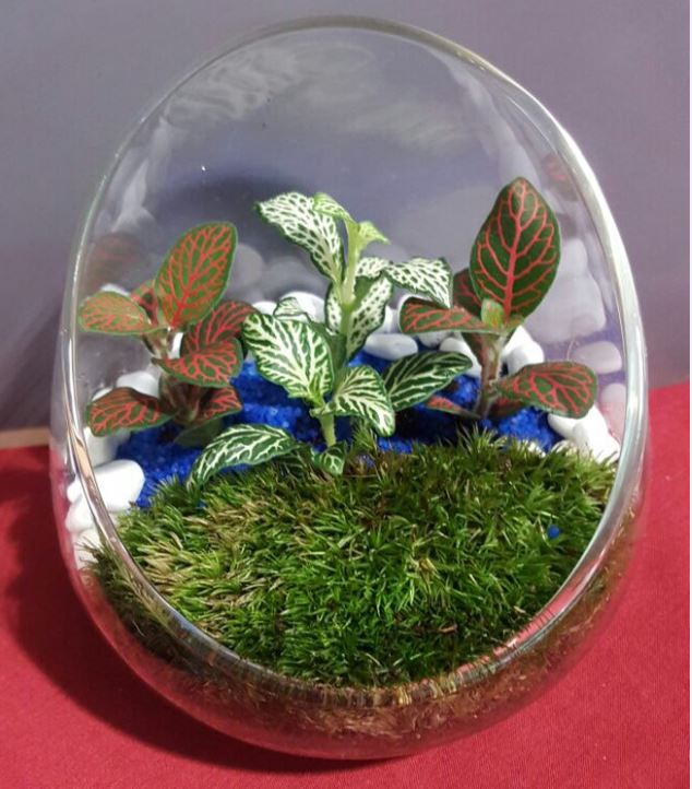 Terrarium Epic Singapore