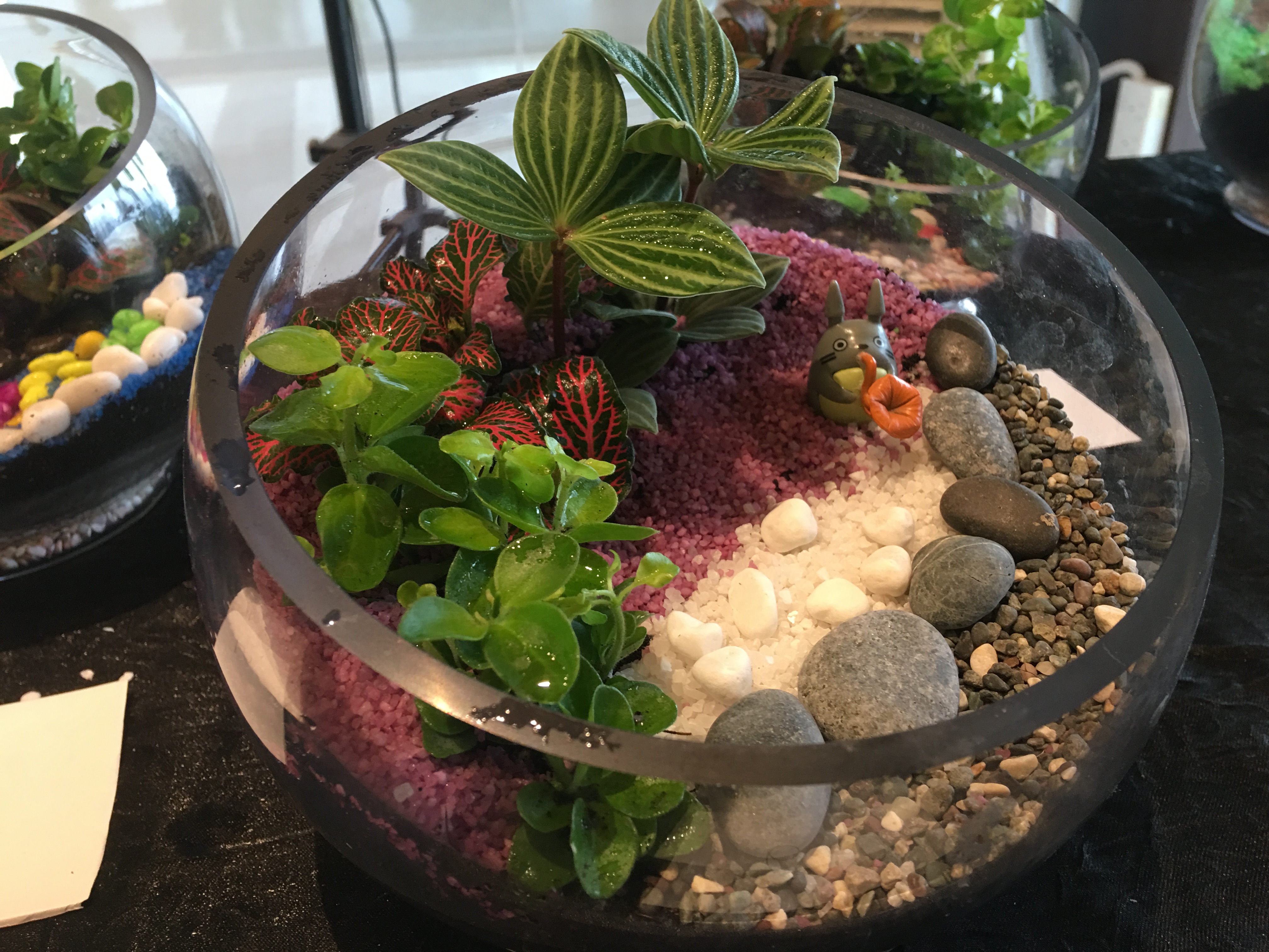 assorted terrarium