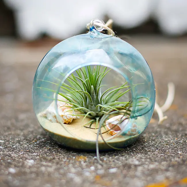 Bubble Terrarium