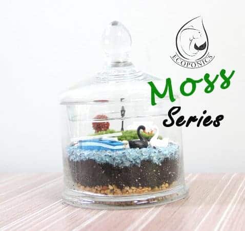 moss terrarium Exclusive Moss Series - EMS01 January 2022