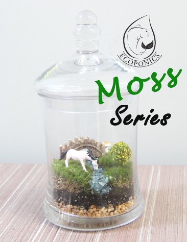 moss terrarium Exclusive Moss Series - EMS 02 January 2022