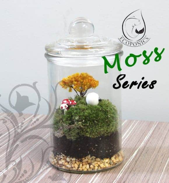 moss terrarium singapore Moss Series - MS01 January 2022