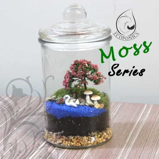 moss terrarium Moss Series - MS02 January 2022