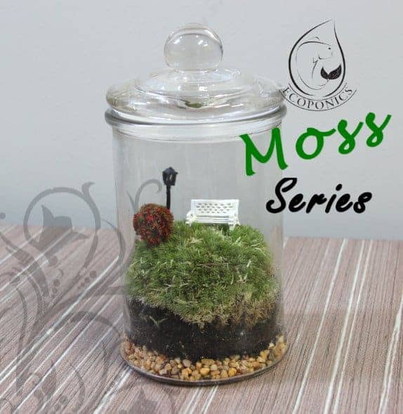 moss terrarium Moss Series - MS03 January 2022