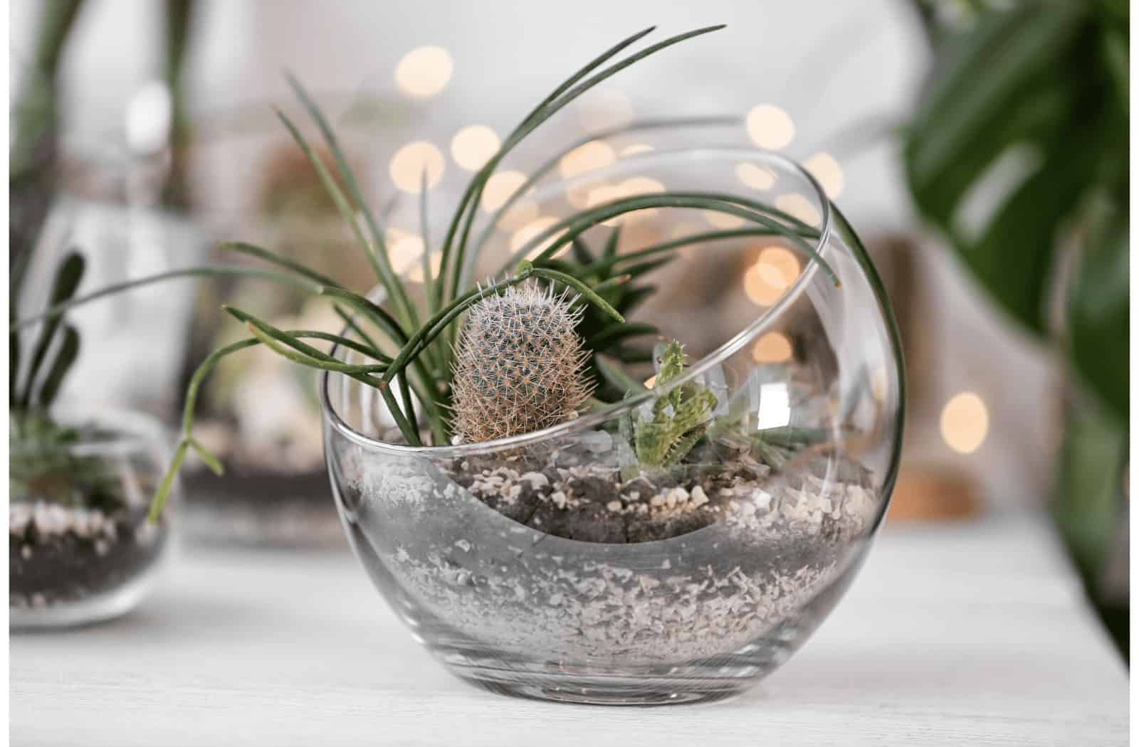 terrarium in Singapore