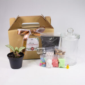 Christmas Terrarium Gift Box