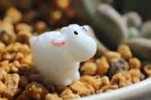 Cute Sheep