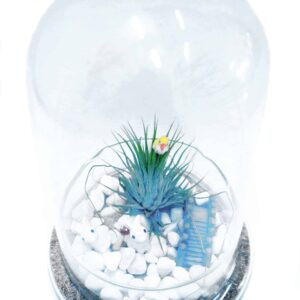 Terrarium Assorted Series - TAS 02