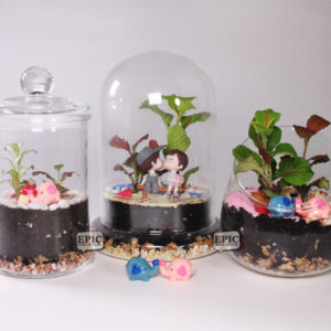 Valentine's Studio Workshop - Terrarium Making