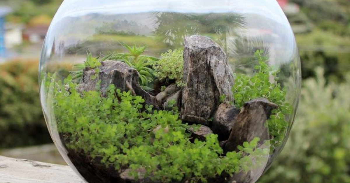 400 Egg Terrariums